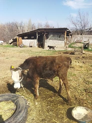 щвиц телка: Продаю | Бык (самец) | Полукровка | На откорм | Привязанные — 5