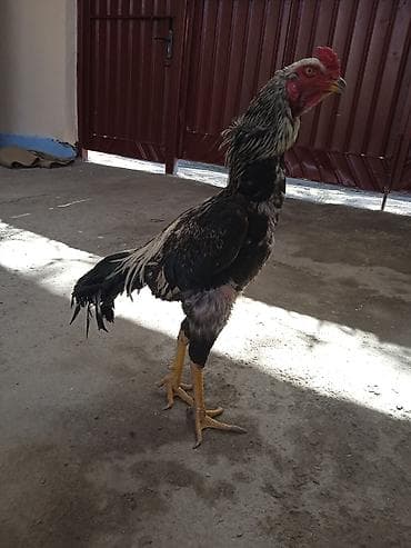 индюк самец купить: Продаю | Петух | Бойцовая | Для разведения — 5
