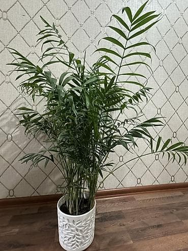 Пальмы: Хамедорея (Chamaedorea elegans) — комнатная пальма в декоративном — 2