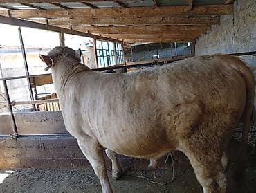 сколько стоят кролики домашние: Продаю | Бык (самец) | Шароле | На откорм — 5