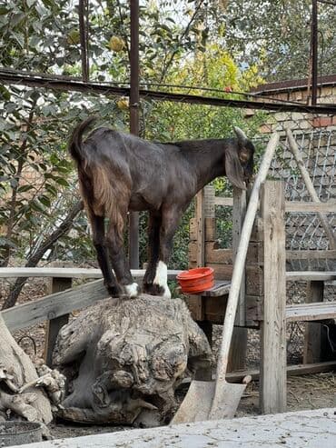 породистые козы: Продаю | Козлёнок | Полукровка | Для разведения | Племенные — 2