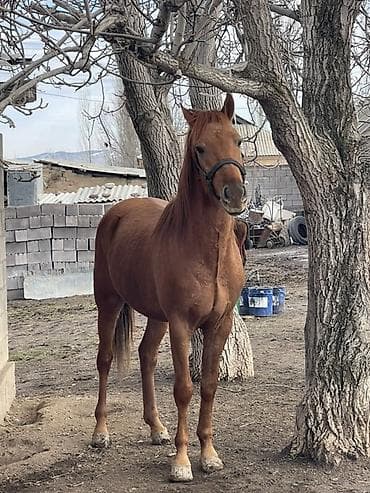 лошади токмак: Продаю | Жеребец | Полукровка | Для разведения, Конный спорт — 2