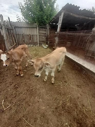 Сатам | Музоо | Швиц