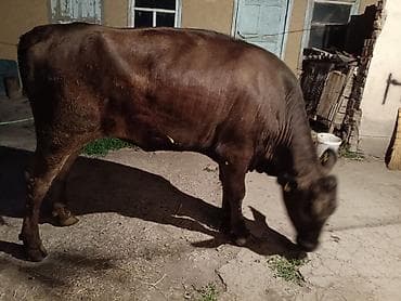собака золотистый ретривер: Продаю | Бык (самец) | На откорм | Привязанные — 3
