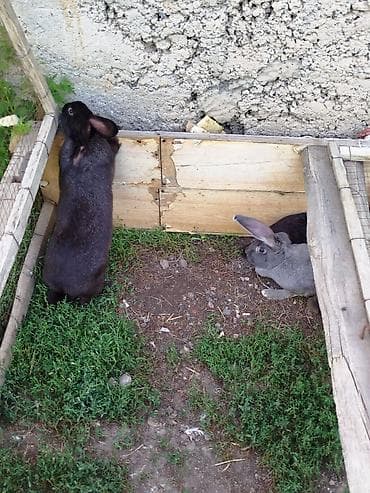 Продаю | Крольчата | Для разведения