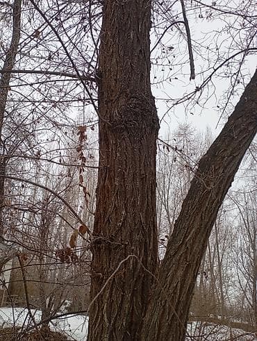 купить саженцы винограда в бишкеке: Кара жыгач сатылат. 1 куб — 3