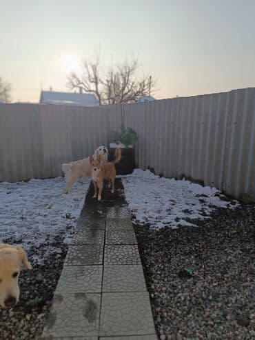 Башка кызматтар: Платная Гостиница для собак. ☎️ . В отпуск без собаки! Платная — 9
