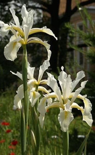 цветы саженцы: Мак многолетний восточный Медуница Самурай Мордовник Райграс — 8