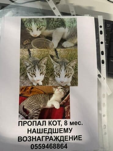 Пропала : Беспородная, Мальчик