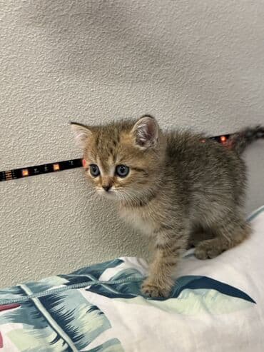 самые большие породы собак: Скотиш Страйт (Шотландская прямоухая), 2 месяца, Мальчик, Приучена к лотку — 9