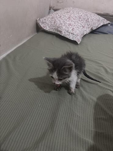 белая персидская кошка: Кошка даром: Беспородная, 1 месяц, Мальчик — 1