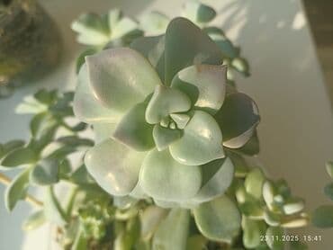 сколько стоит аквариум для рыб: Долларовое дерево
суккуленты для пересадки — 2