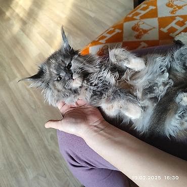 чика тай: Кошка мейн-кун самая ласковая, нежная - Порода: мейн-кун - Окрас — 3