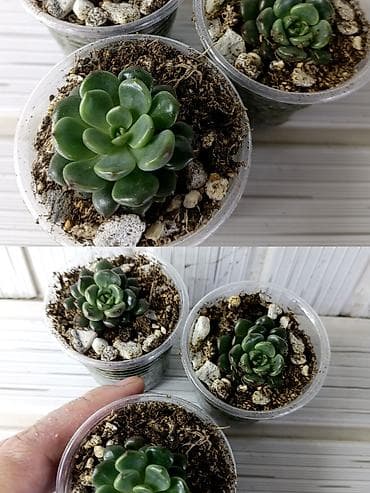 фикус эластика купить: Подборка суккулентов в пластиковых стаканчиках (выращены в легком — 4