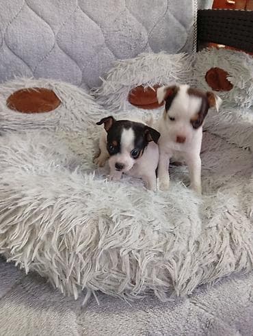 кошка манчкин: Щенки мелкой породы (тип чихуахуа/той): два короткошёрстных щенка — 1