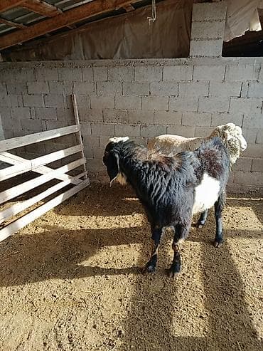 нубийская коза: Продаю | Козёл (самец) | Для разведения | Осеменитель — 9