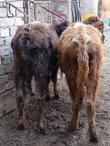 Услуги ветеринара: Продаю | Бык (самец), Музоо, торпок | Алатауская | На откорм, Для разведения — 4