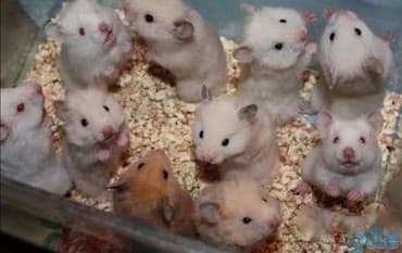 Сирийские хомячки