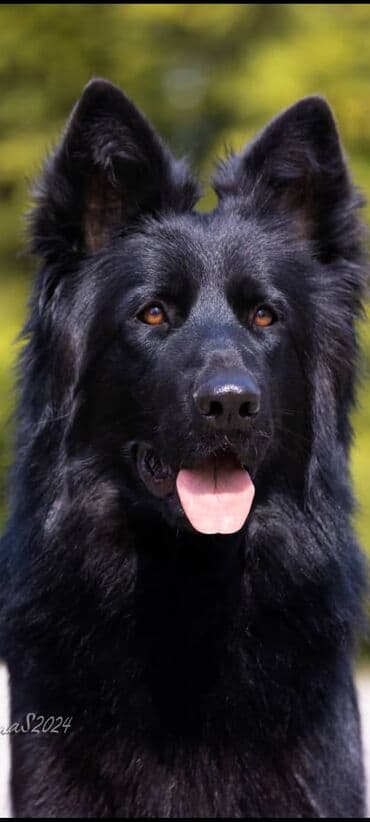 самый дешевый корм для собак: Немецкая овчарка, 3 месяца, Самец, С родословной — 4