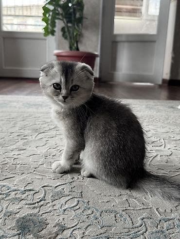 шотландская котенок: Шотландский вислоухий котёнок (Scottish Fold) - Окраc: серебристый — 3