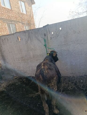 продаю связи с переездом: Сатам | Кунаажын | Бордоп семиртүү үчүн | Кысыр, Байланган — 5