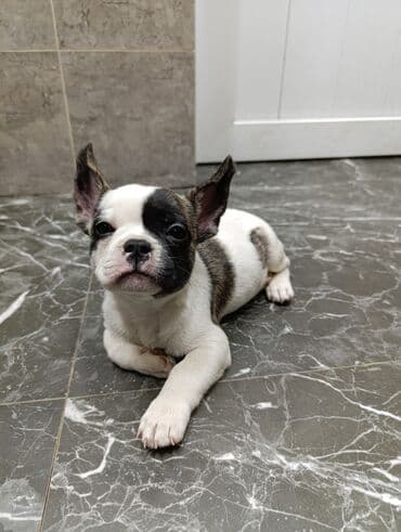 собака бульдок: Бульдог, 2 месяца, Самец — 6