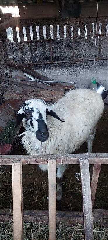 баран гисарский: Продаю | Баран (самец) | Для разведения — 9