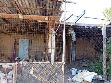 чикен ган: Продаю рейки шифер доски уже разобранном ввиде - Конструкция: стены — 6