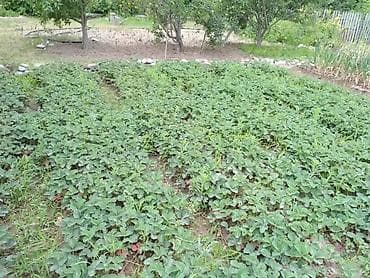 продаю с: Продаётся дачный участок/садовый надел с насаждениями. Основные — 4