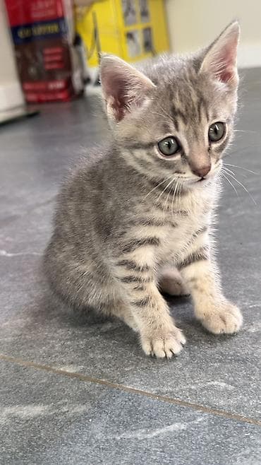 сямская кошка: Раздаю котят : очень игривые, чистоплотные( кошка домашняя) котята — 2