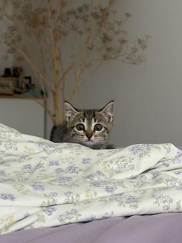 где можно взять кошку: 2 месяца, Девочка, Приучена к лотку, Проглистована — 5