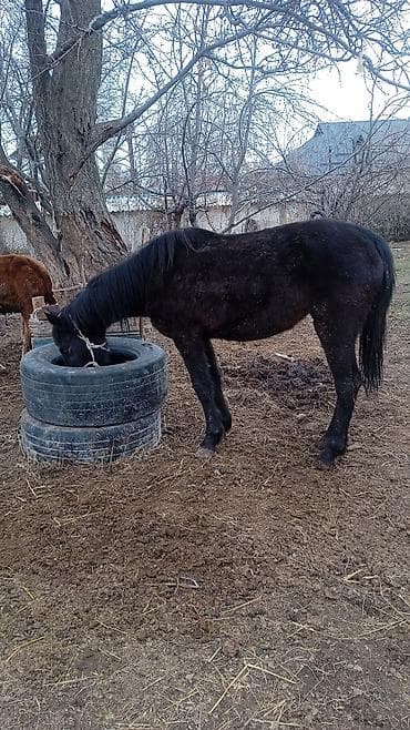Лошадь (темная масть) - Домашняя лошадь темной масти, компактного