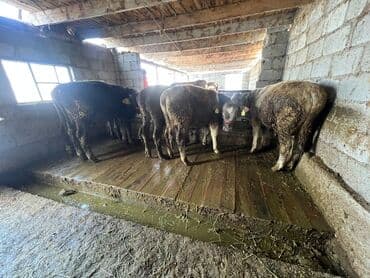 Ветеринар кызматы: Сатам | Бука (эркек) | Бордоп семиртүү үчүн | Байланган — 4