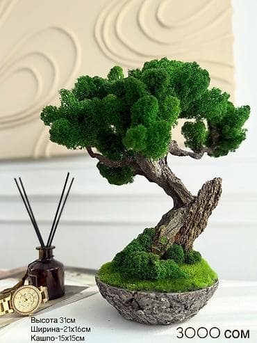 дерево бонсай: Мини-дерево Бонсай из живого стабилизированного мха 🌿 ✅Цены указаны — 1