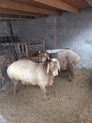 ат баши: Продаю | Баран (самец) | Полукровка | На забой, Для разведения | Осеменитель — 4