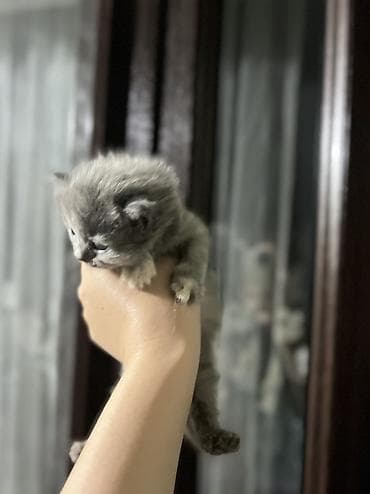 итер: Шотландские котята ищут любящий дом 🐾 Продаются 4 шотландских котёнка — 5