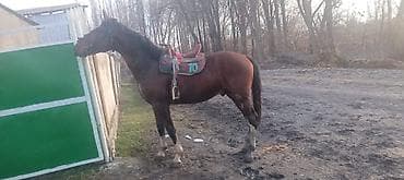 арпа тюк: Продаю | Жеребец | Рабочий — 4