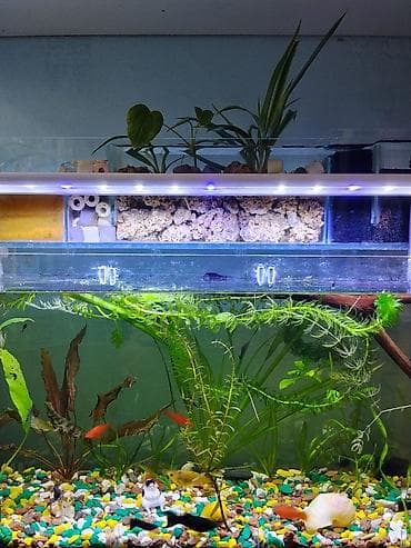 рыбки аквариумные бишкек: Аквариумный комплект с верхним биофильтром и LED-подсветкой - — 4