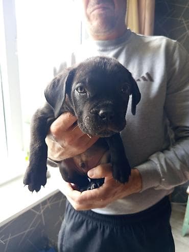 нем овчарки: Кане-корсо, 2 месяца, Самец, С прививкой, С родословной — 2