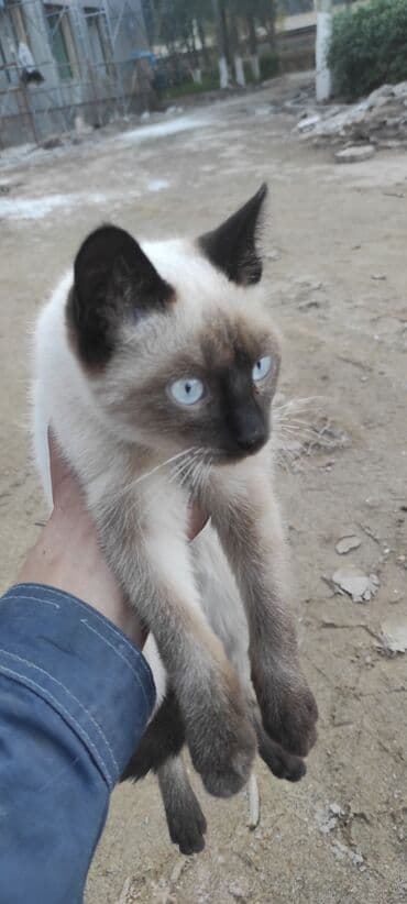 сиамская вислоухая кошка цена: Сиамская кошка с яркими голубыми глазами и классическим колор-пойнт — 2