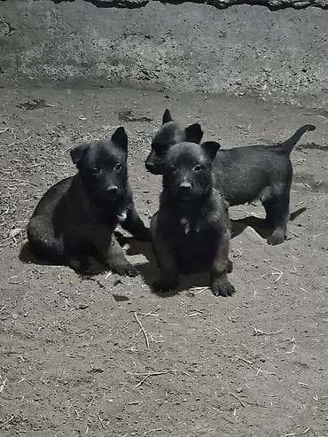 бельгийская малинуа: Бельгийская овчарка Малинуа — 1