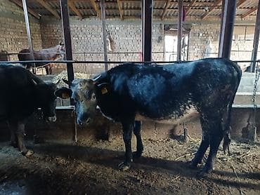 голуби животное: Продаю | Бык (самец) | На откорм | Привязанные — 8