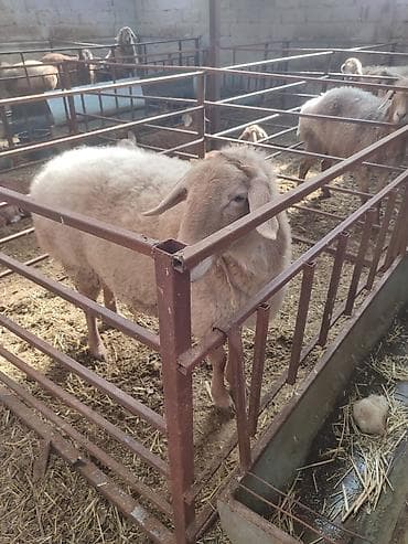 щенок кангал: Продаю | Овца (самка) | Арашан | Для разведения | Племенные, Котные, Матка — 1