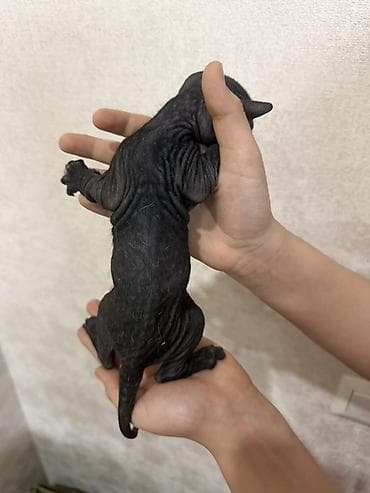 кел кел: Сфинкс, 1 айлык, Эркек — 2