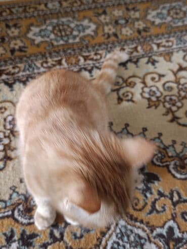 животные коты: Кошка даром: Беспородная, Мальчик — 3