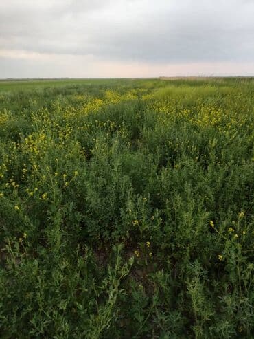 продаю дом бишкек сокулук: 700 соток, Сатып алуу-сатуу келишими — 4