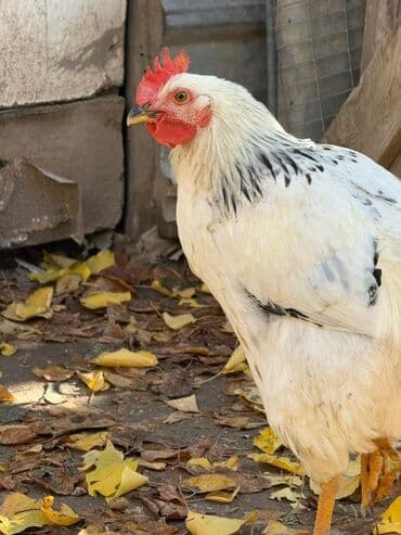 Аквариумдар: Сатам | Короздор | Көбөйтүү үчүн — 3