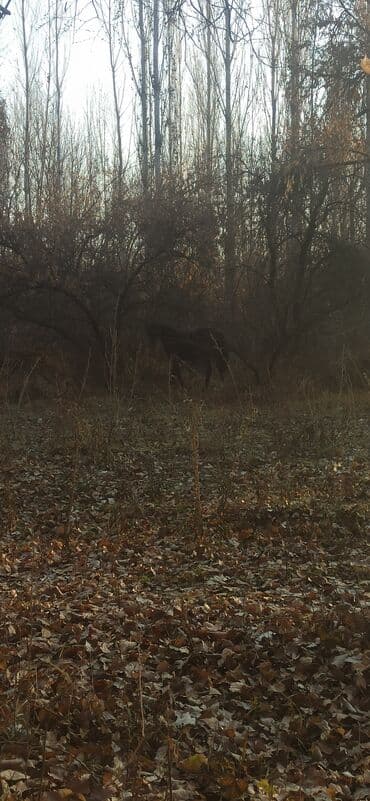 скотный рынок токмок: Продаю | Кобыла (самка) | Английская | Для молока — 7