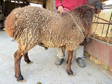 грызуны домашние: Продаю | Баран (самец) | Арашан | Для разведения, На забой | Племенные — 3