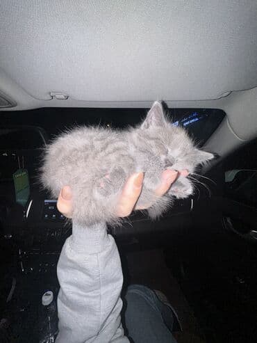 порода кошек русская голубая цена: Скотиш Страйт (Шотландская прямоухая), 4 месяца, Девочка, Серый, Приучена к лотку — 3